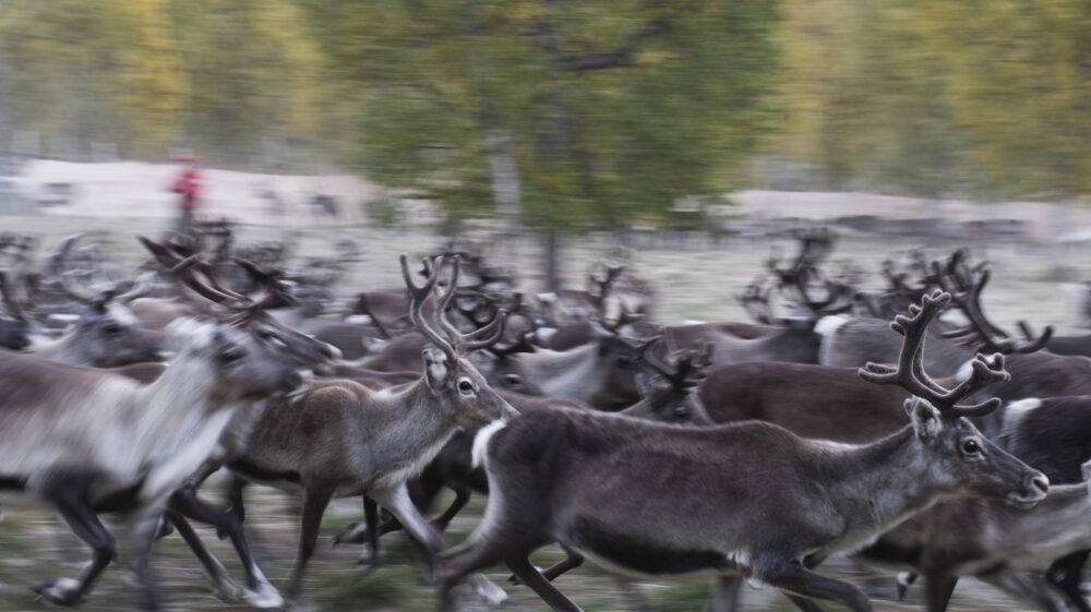 Reindeer, rangfir tarandus