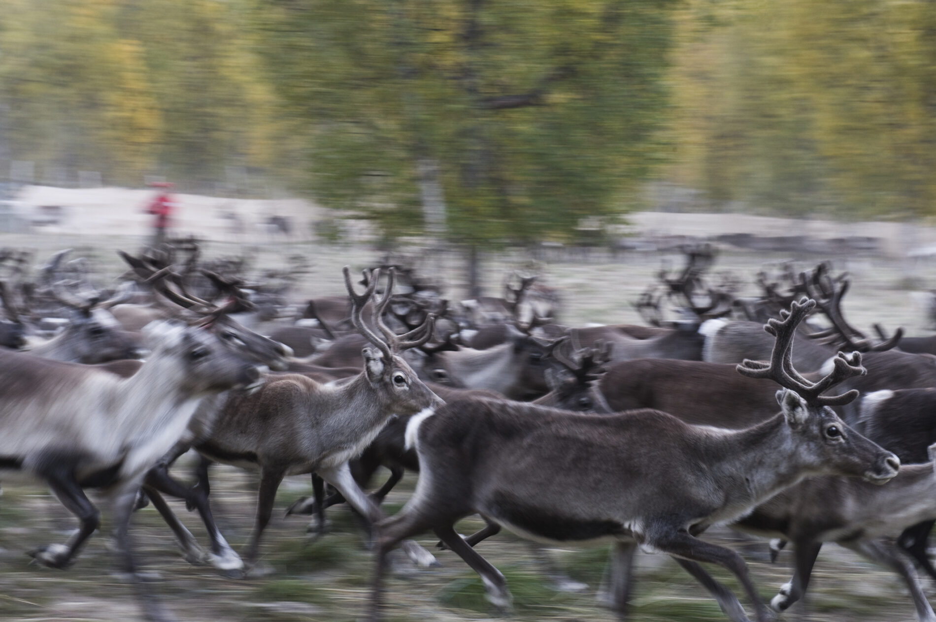 Reindeer, rangfir tarandus