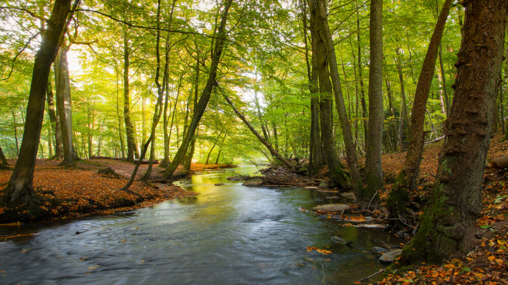 Giber stream in Aarhus flowing through the forest, Jutland, Denmark