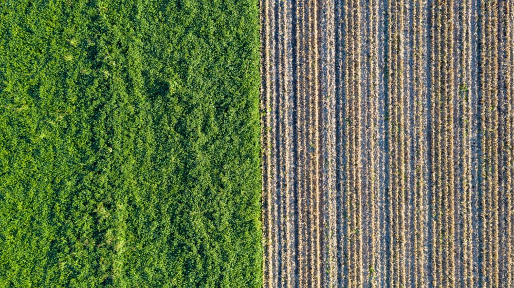 Aerial view of cultivated field on left for biomass and on right for corn