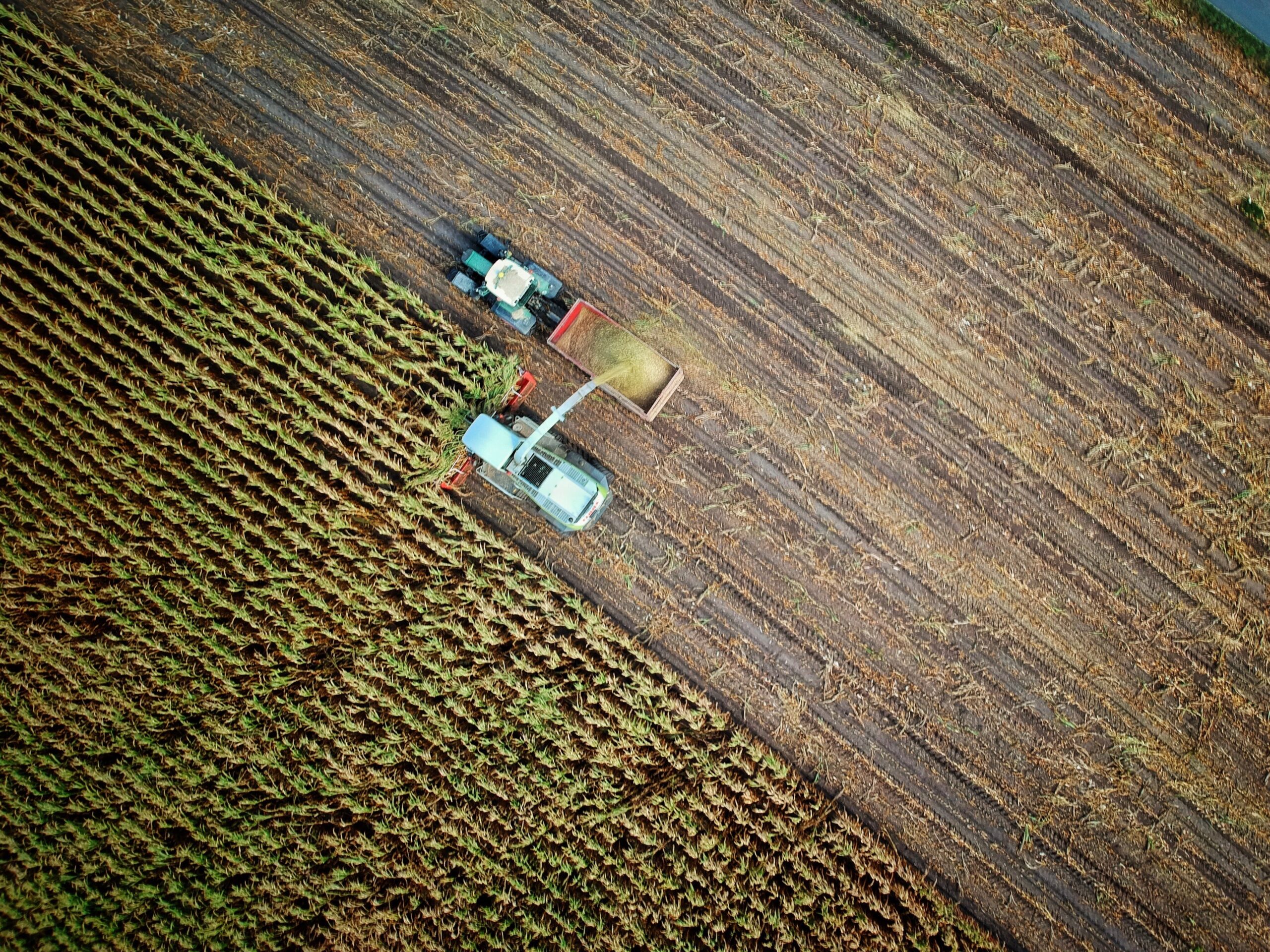 Corn harvest in Warendorf, Germany