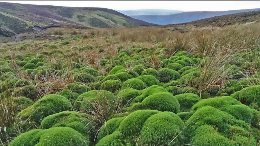 UK peatland landscape