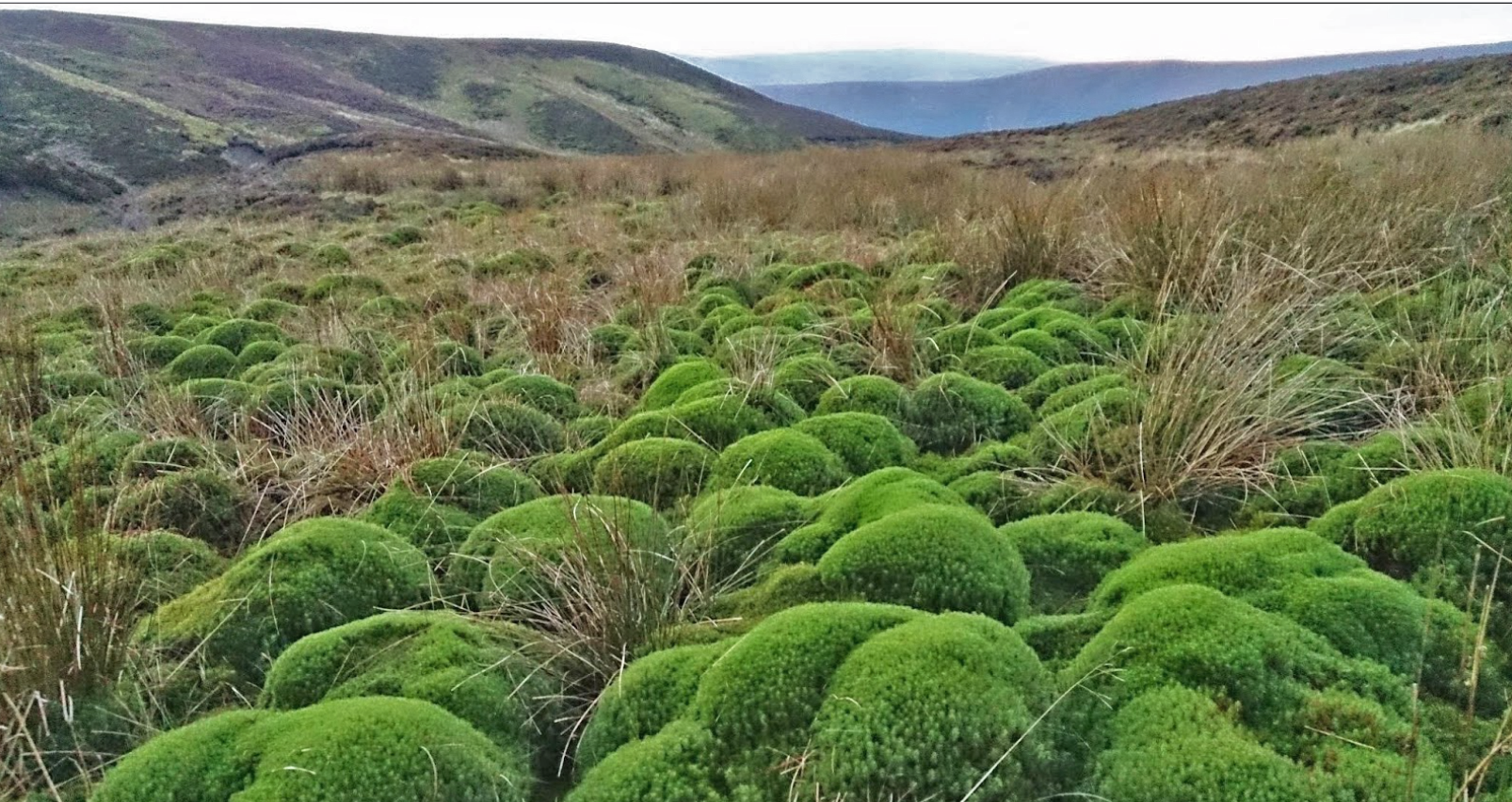 UK peatland landscape