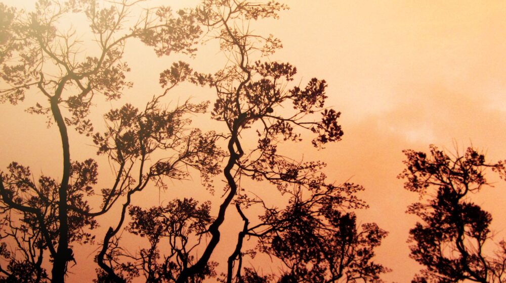 Trees in hazy burning air