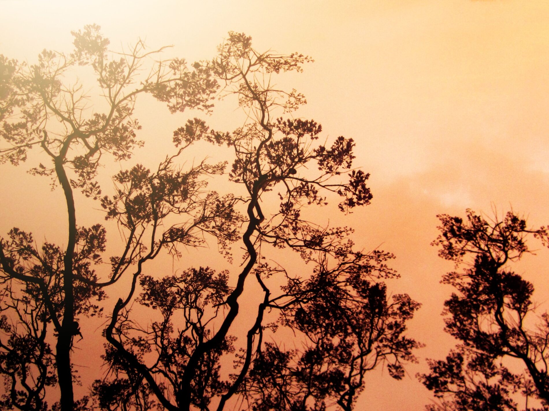 Trees in hazy burning air