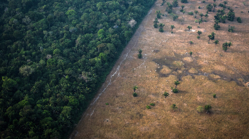 Healthy vegetation sits alongside a field scorched by fire in the Amazon rainforest in Rondônia, Brazil.