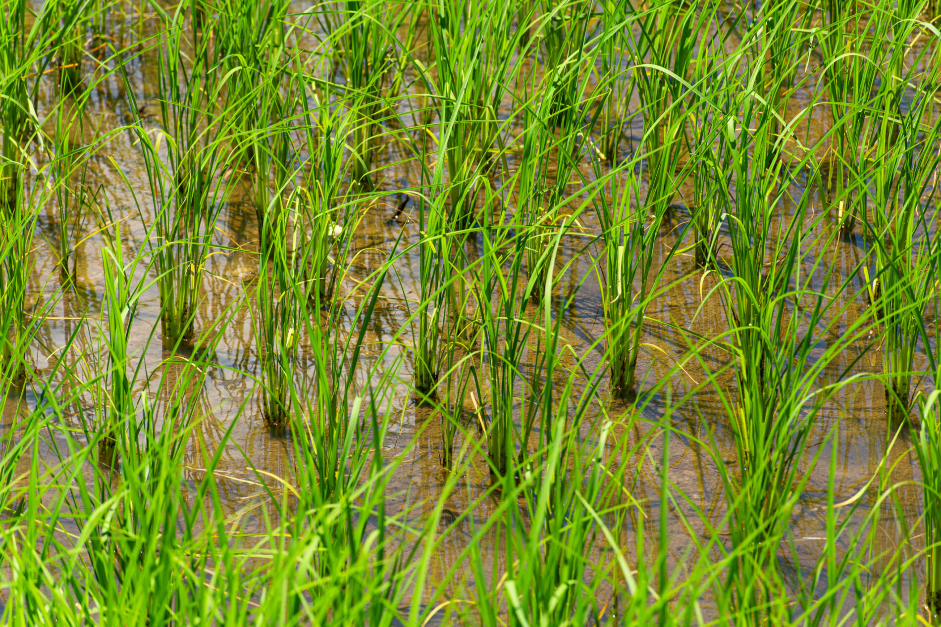 Green rice planted in paddy, Sakon Nakhon, Thailand