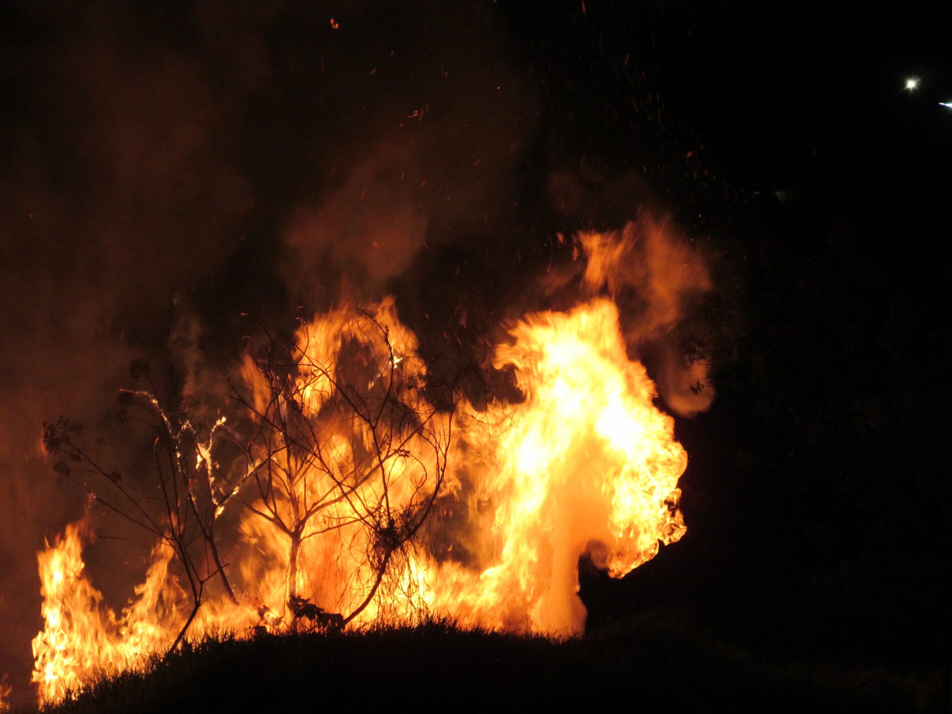 Forest fire