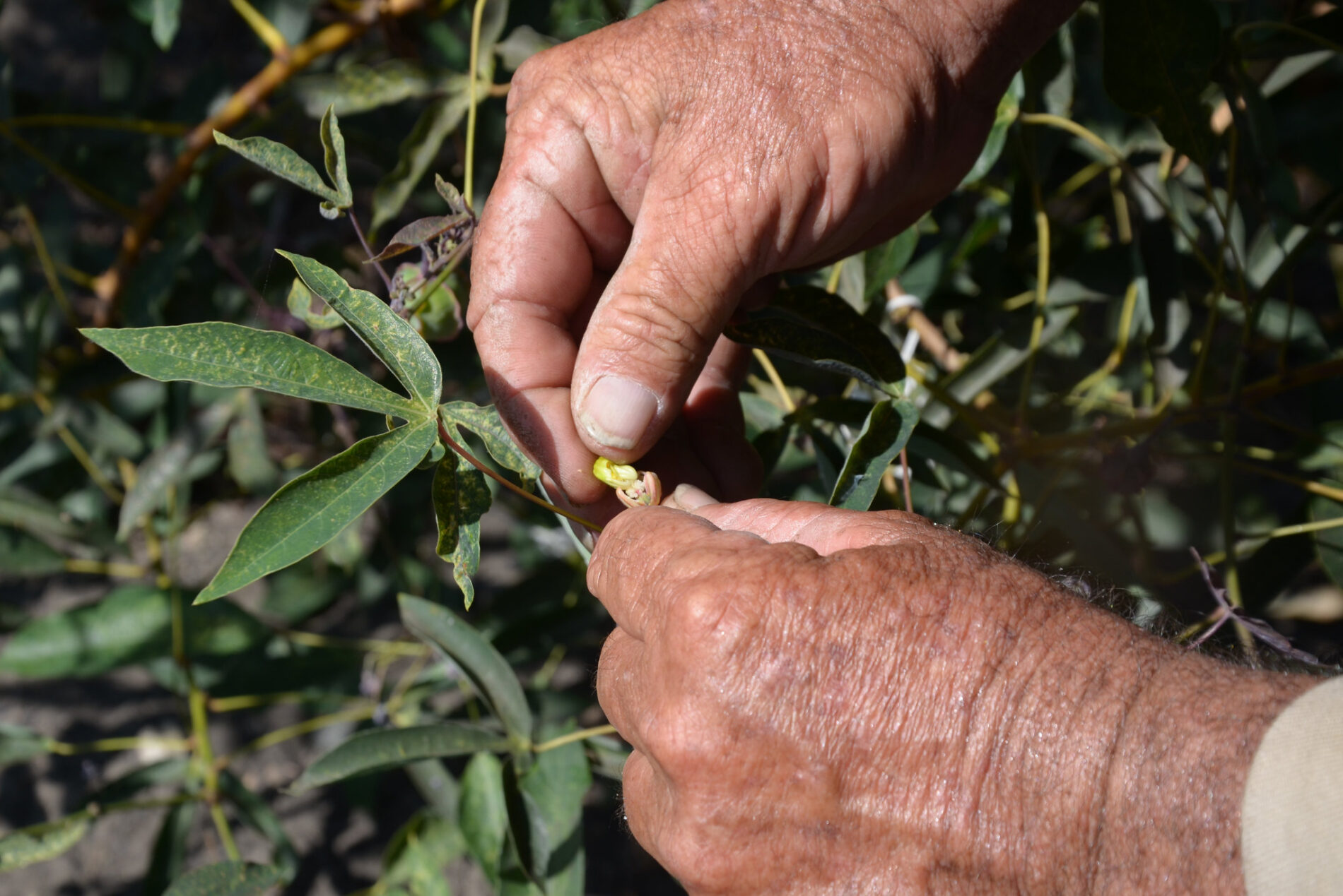 Field worker at CIAT carries out controlled pollination on a cassava flower, Palmira, Colombia