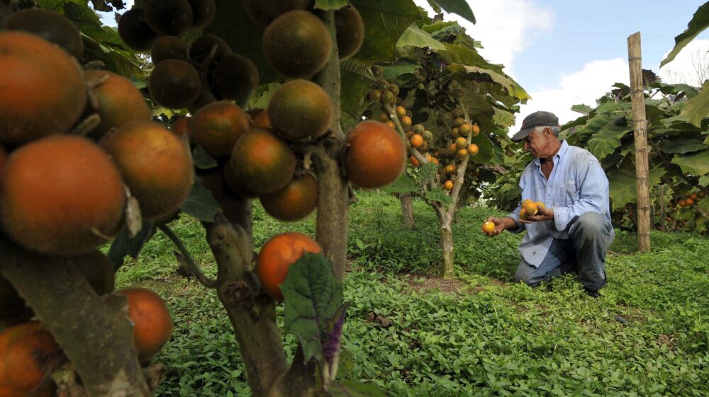 A lulo farmer with his crop of fruit growing in Darién, Colombia