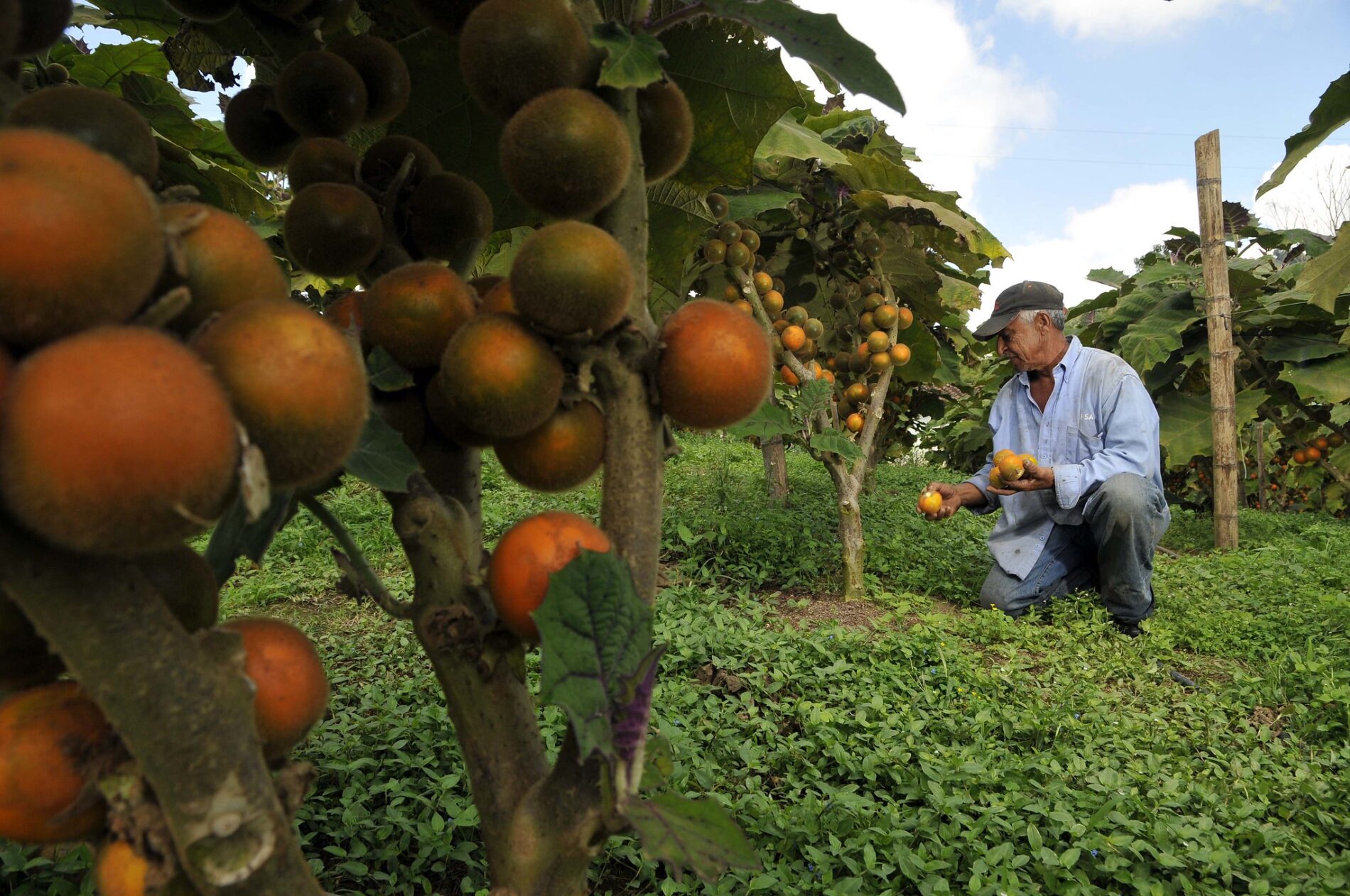 A lulo farmer with his crop of fruit growing in Darién, Colombia