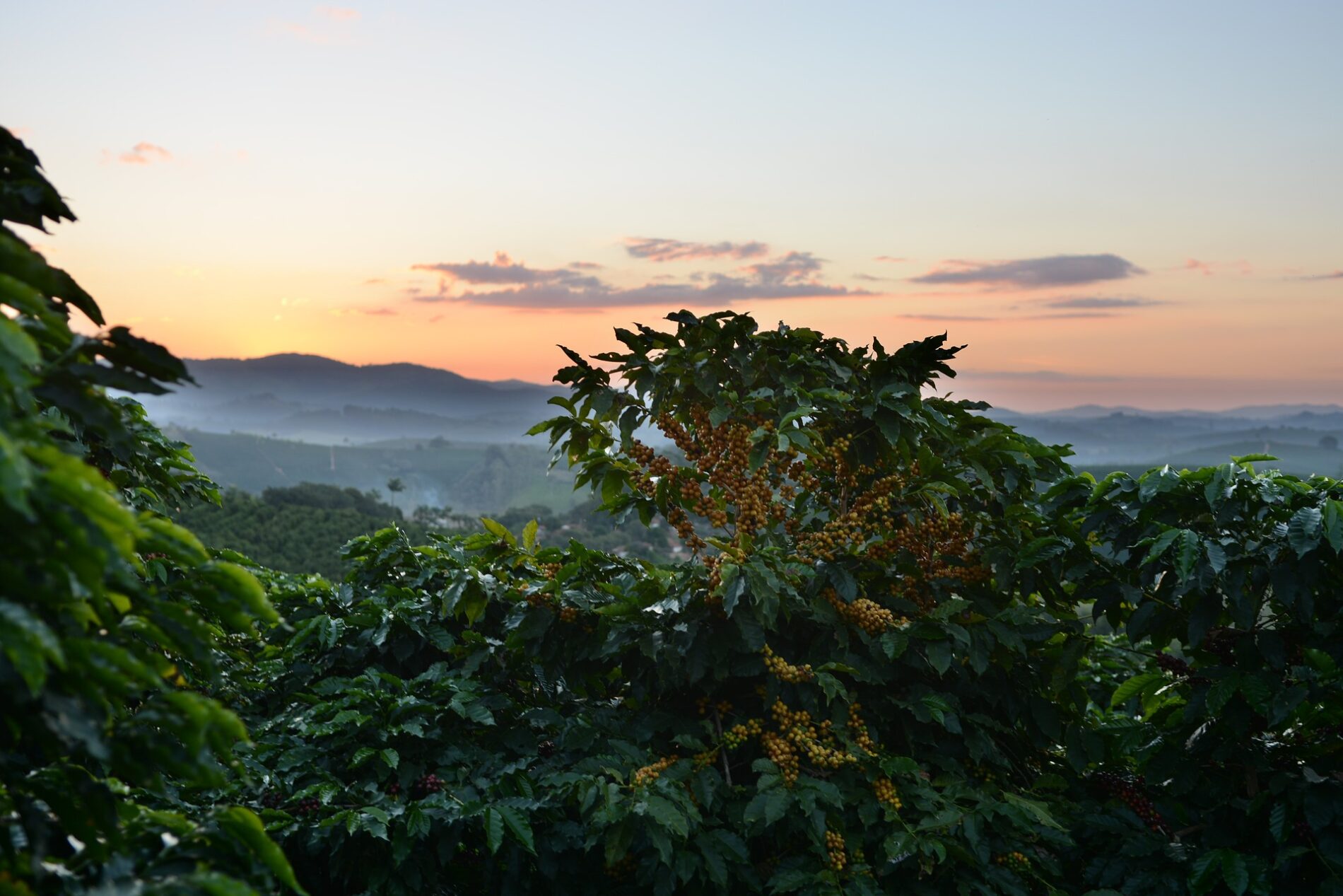 Coffee tree with unripe yellow buds on plantation at sunset with mountains and fog in distance