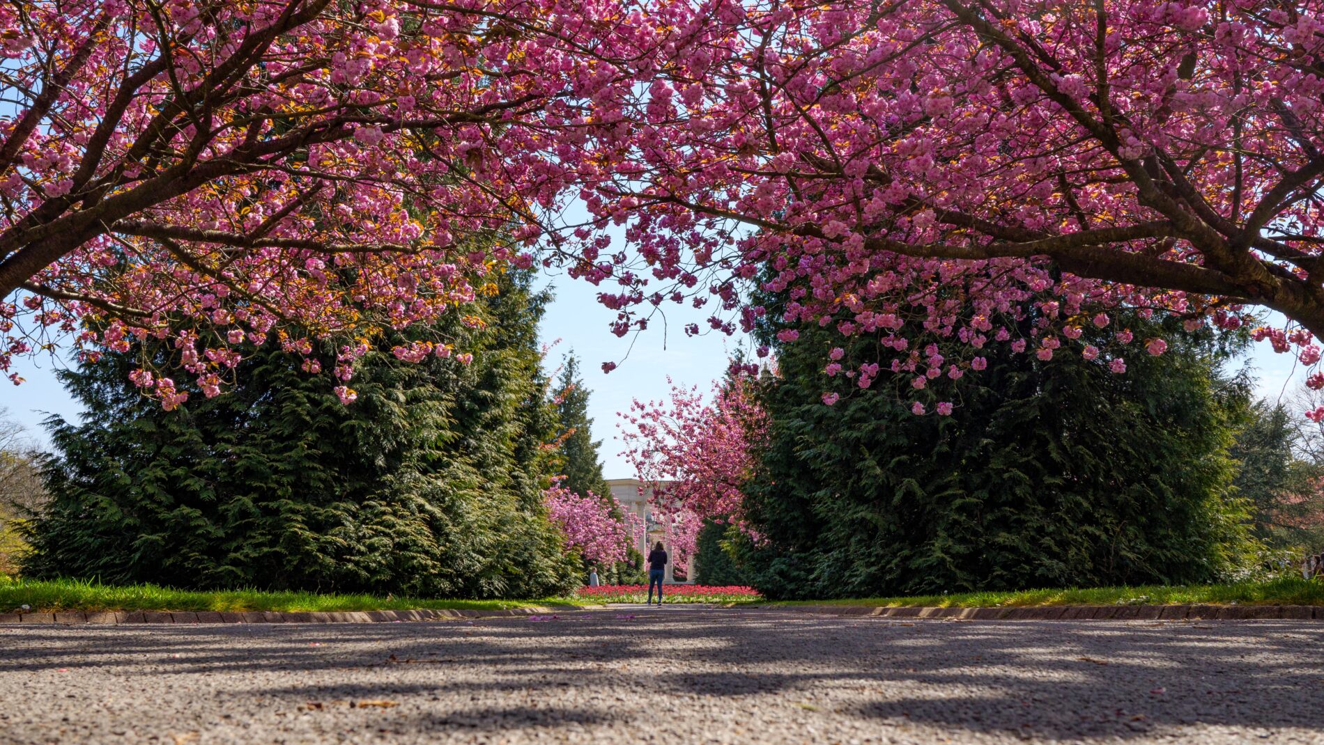 Pink cherry blossoms in Alexandra Gardens, Cathays Park, Cardiff, UK casting shadows over path with National Cardiff Museum in background.