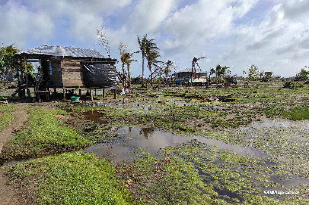Consecuencias de huracanes ETA y IOTA en Nicaragua y Guatemala En el marco del llamamiento de los planes de emergencia por el impacto de los huracanes ETA y IOTA, se registró la situación de pequeños productores en Nicaragua y Guatemala.