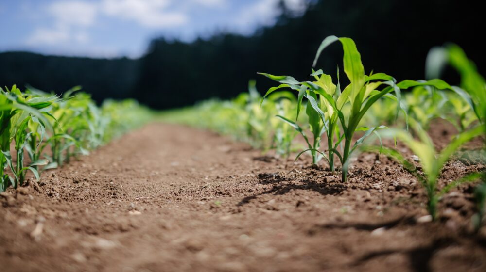 Green plant on brown soil during daytime