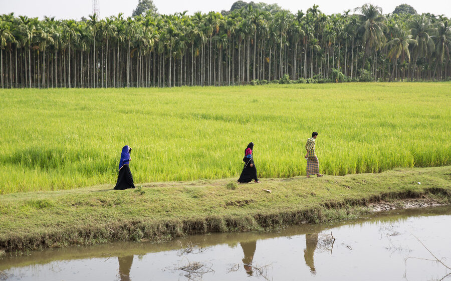 Two women and a man walking along a swamp next to a verdant green field with tall green trees in the background, Bangladesh