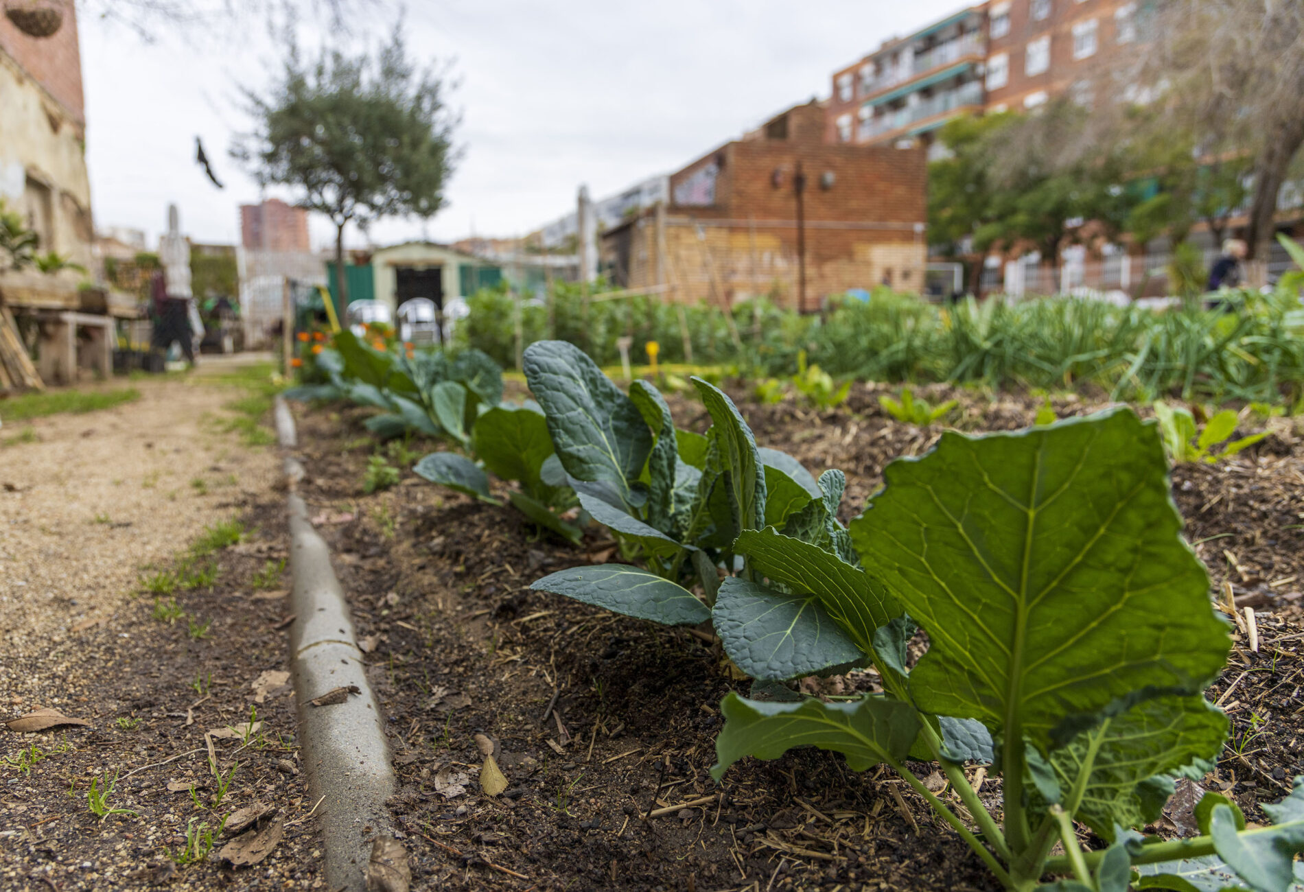 Ecological and urban garden, Barcelona, Spain