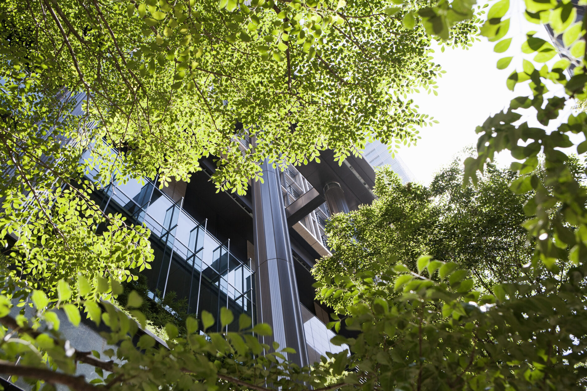 Upward view of office building through green trees in front