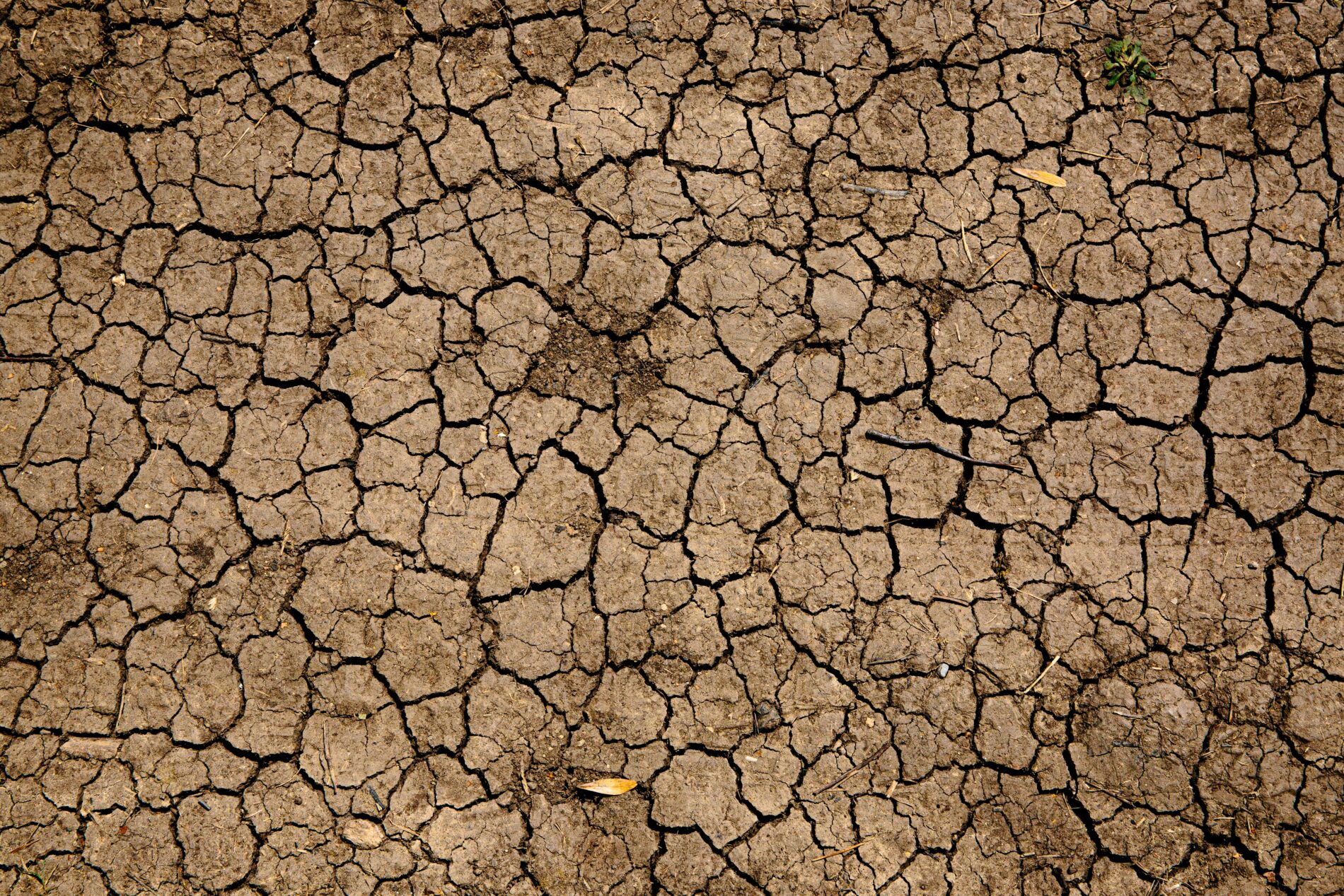 Scorched earth due to climate change