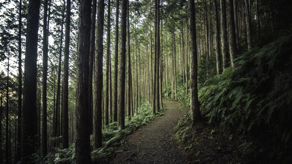 Path through forest in mountains of Wakayama, Japan