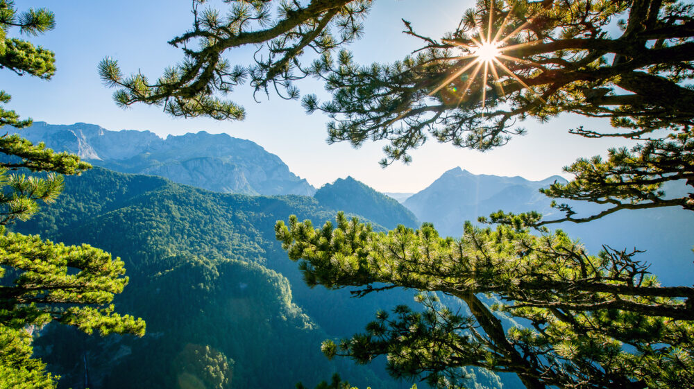 Sun peeking through tree in background with mountains in backdrop