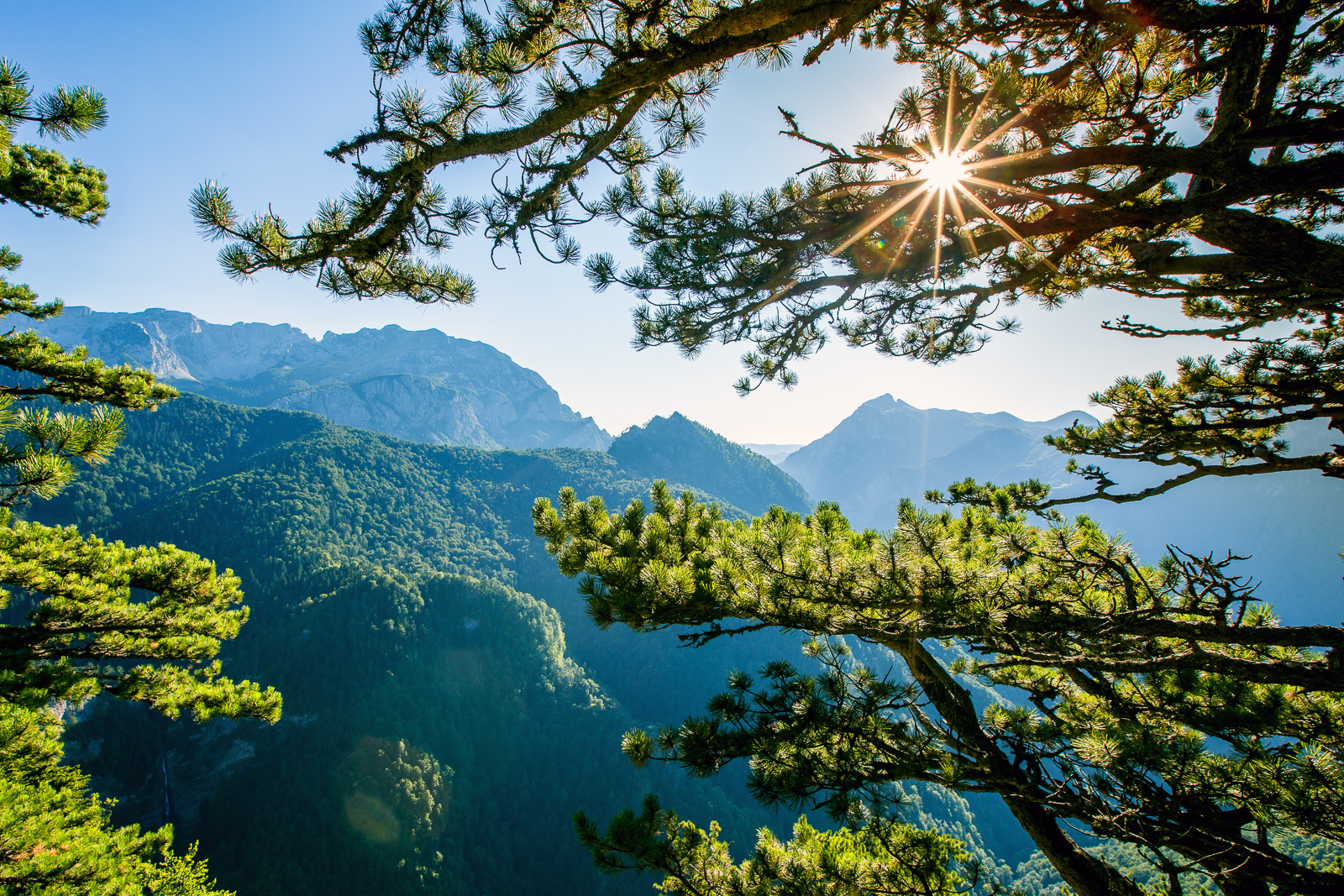 Sun peeking through tree in background with mountains in backdrop