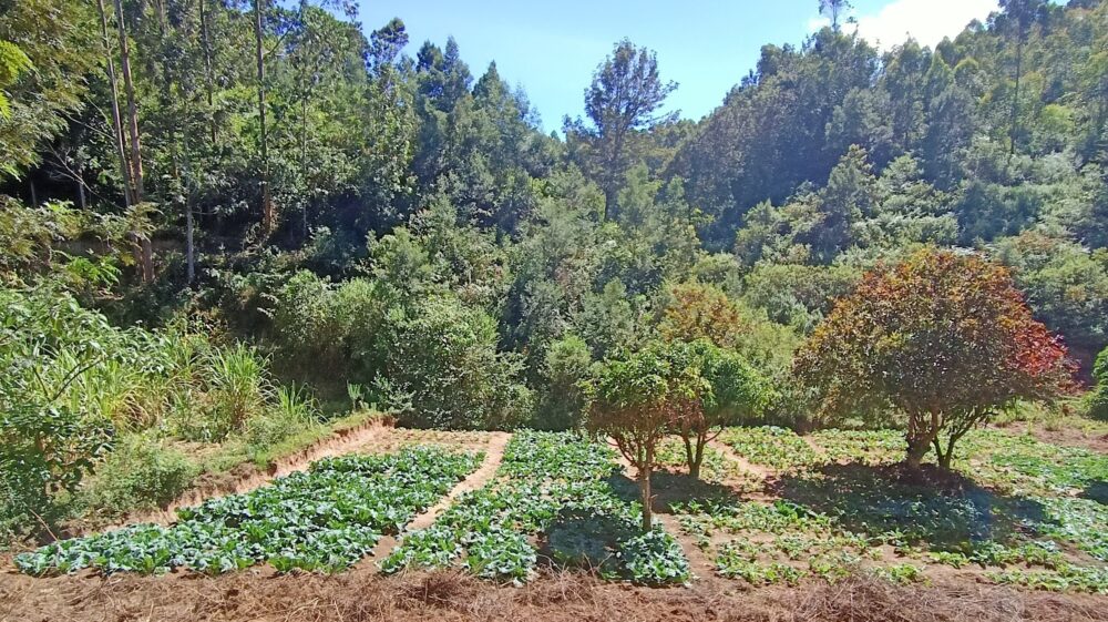 A rural vegetable farm in Makueni, Kenya