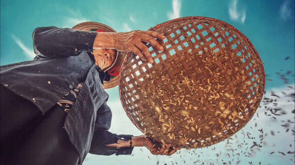 Older Vietnamese woman wearing straw hat shaking out maggots in a woven basket