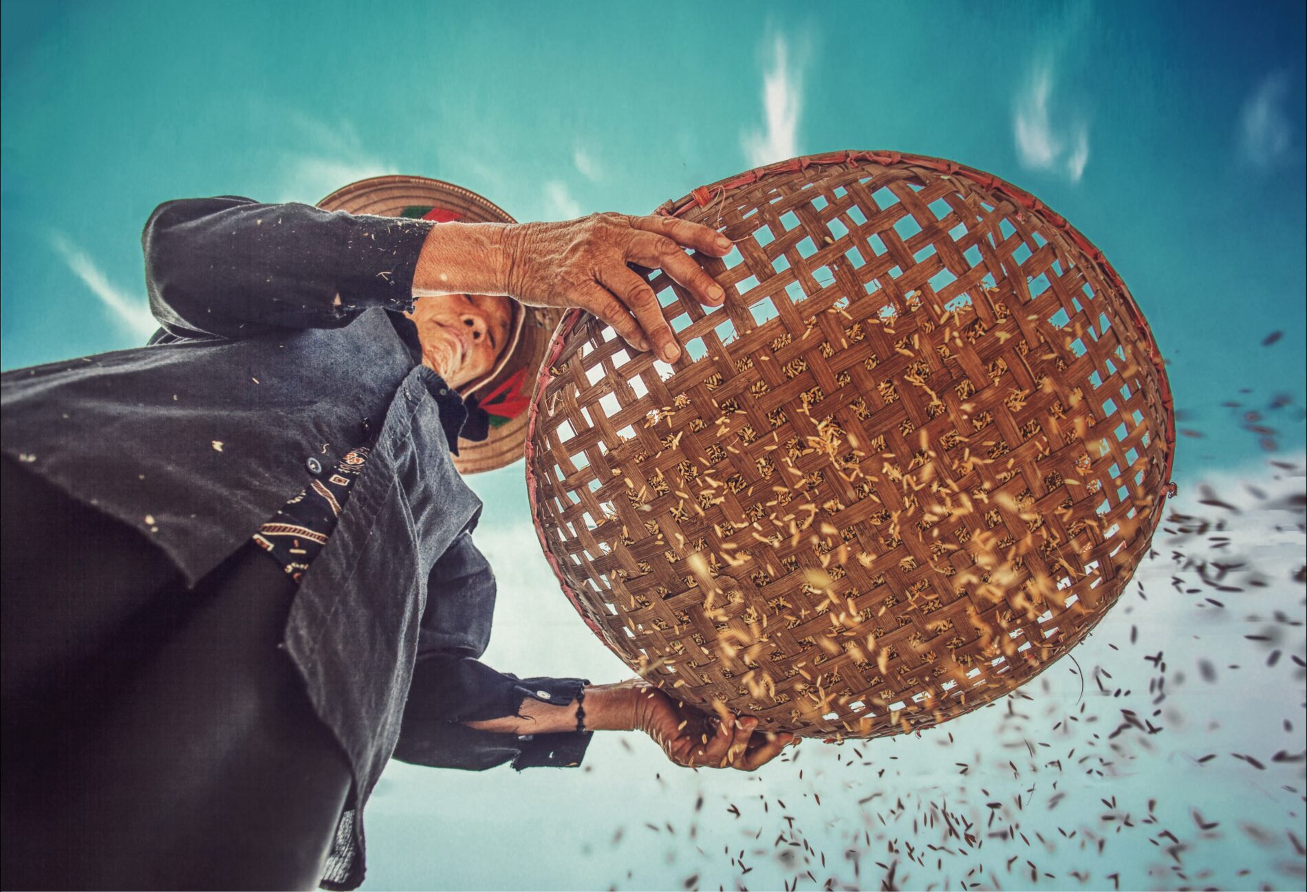 Older Vietnamese woman wearing straw hat shaking out maggots in a woven basket