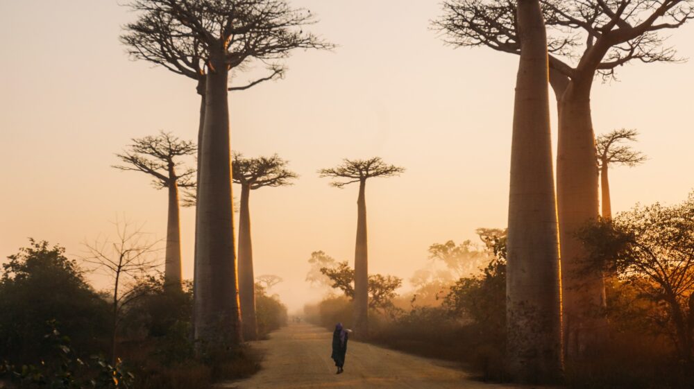 Avenue of the Baobabs during sunrise, Morondava, Madagascar.