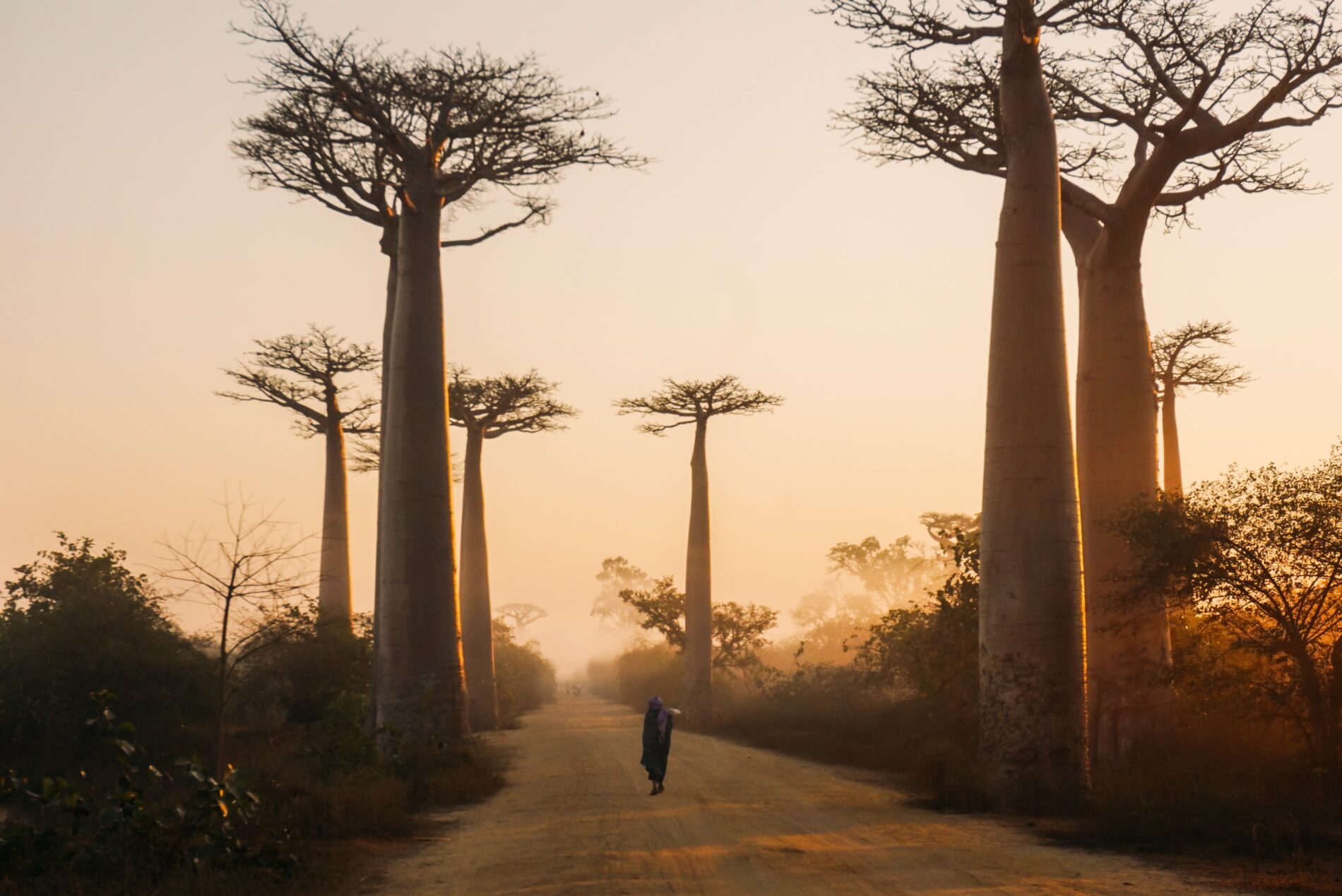 Avenue of the Baobabs during sunrise, Morondava, Madagascar.