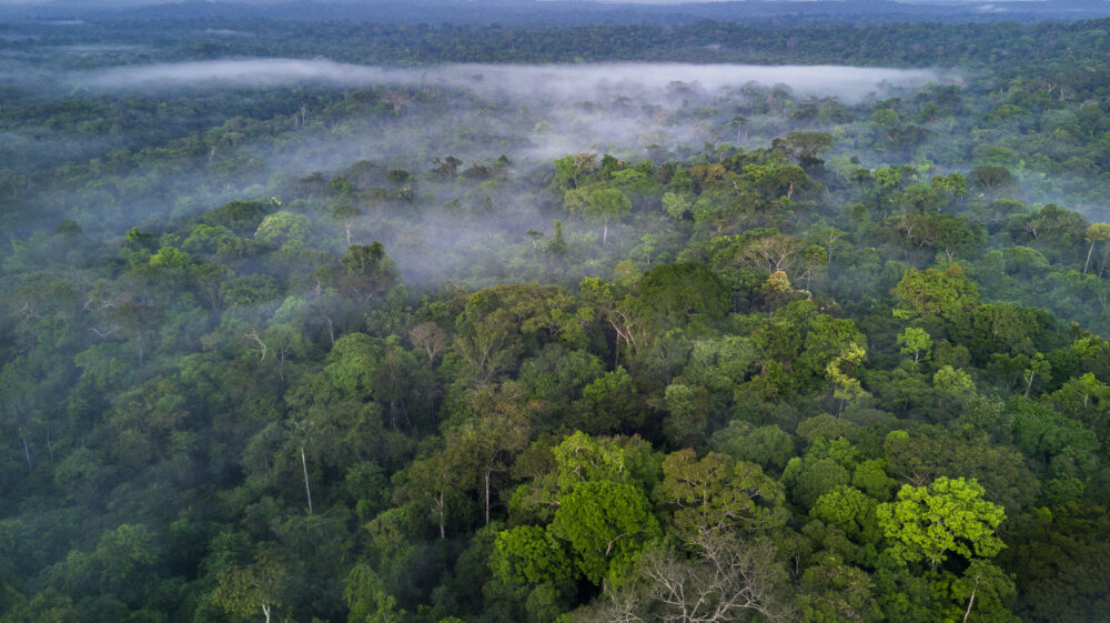 Amazon rainforest in Brazil