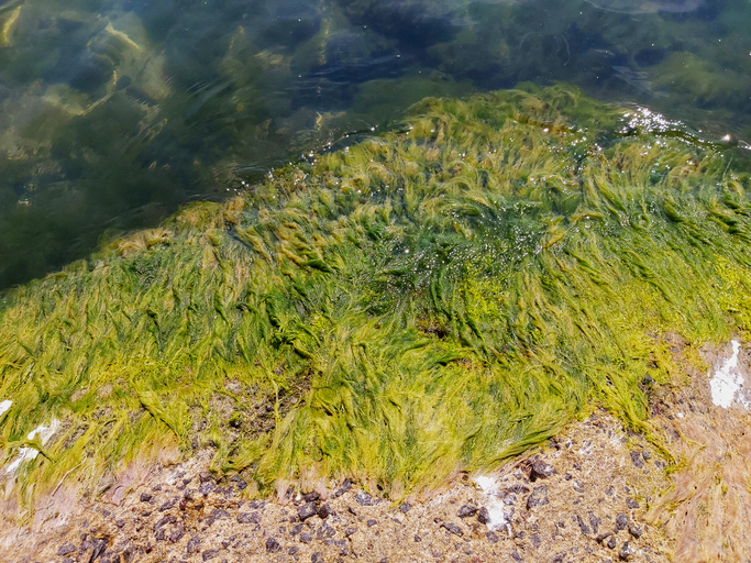 Aerial view of algae on stone in Baltic Sea, Somarken, Bornholm, Denmark