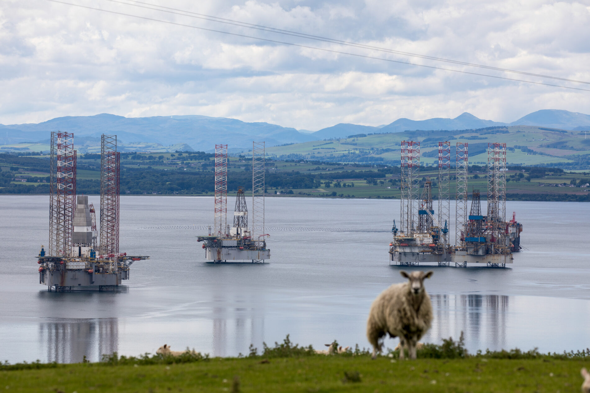 Offshore drilling rigs with sheep in foreground on green grass, Cromarty, Highland, Scotland