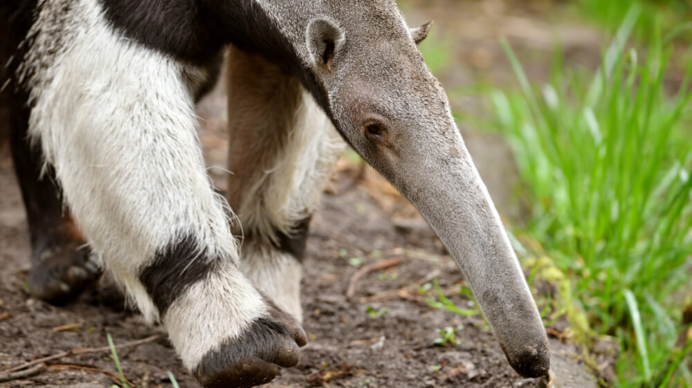 Close-up of giant anteater, Germany