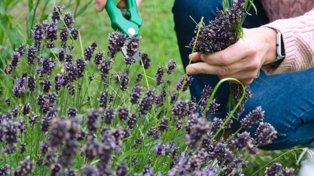 Person tending lavender plant