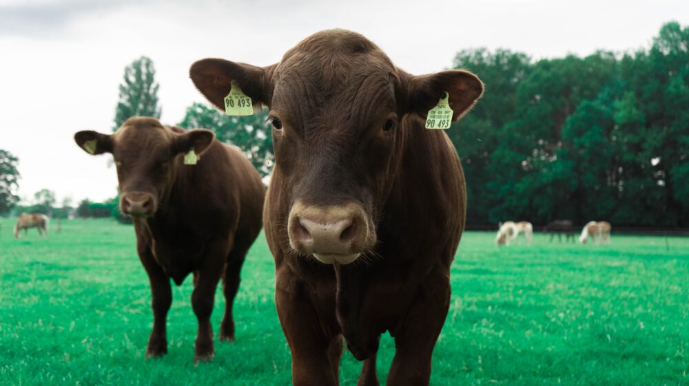 Close-up of 2 young brown cows on green grass field