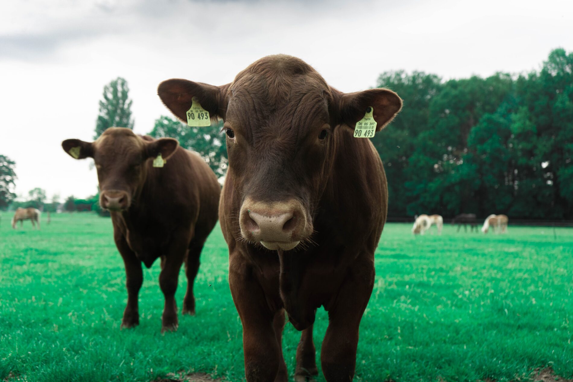 Close-up of 2 young brown cows on green grass field