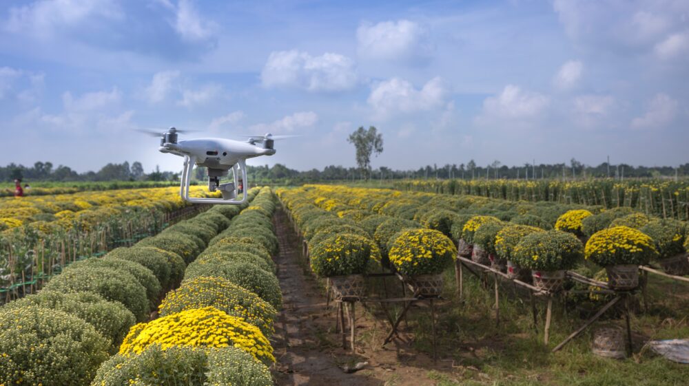 Drone flying over green- and yellow-leafed plants in rows