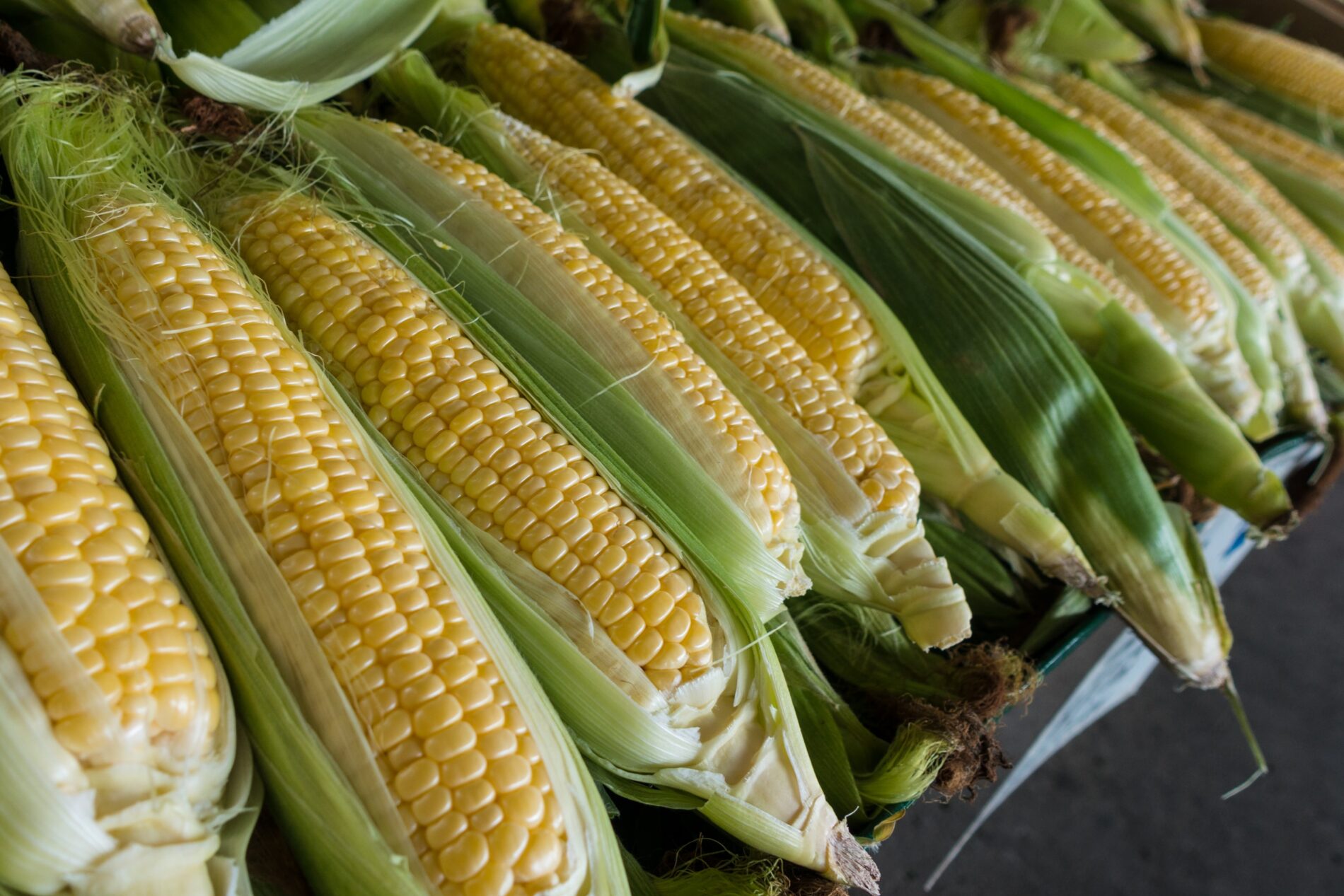 Close-up photography of corn stalks, Canada, 2019