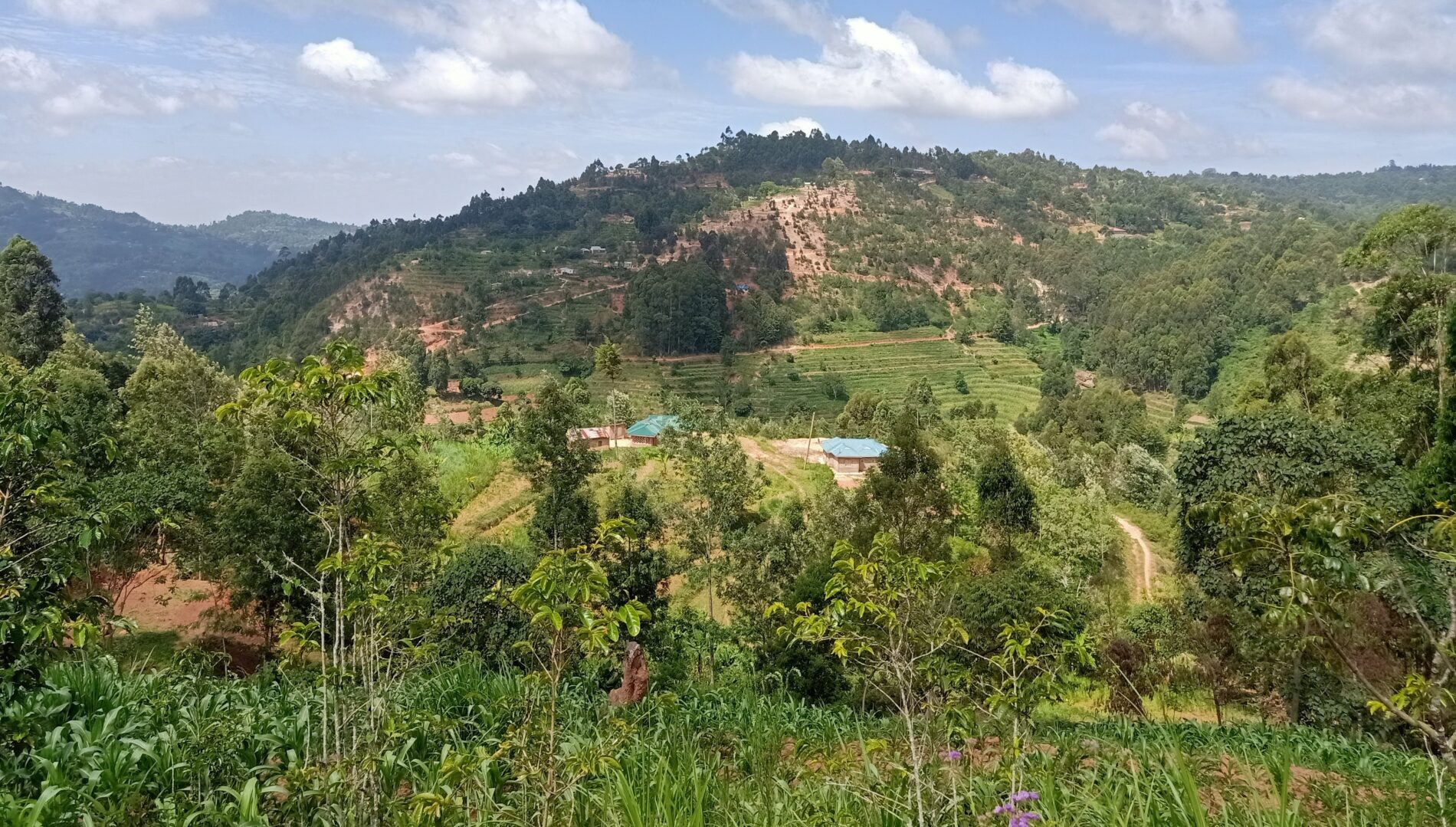 Rural farm in a village in Kenya with green grass and trees in foreground