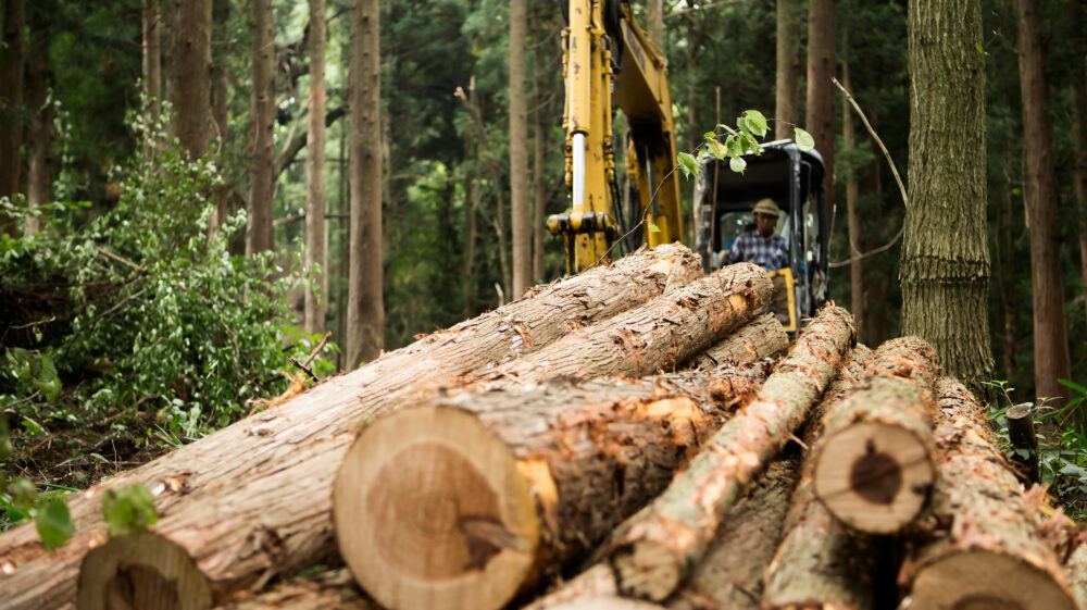 Logs in forest with machine and trees in background, Katashina villag, Gunma Prefecture, Japan