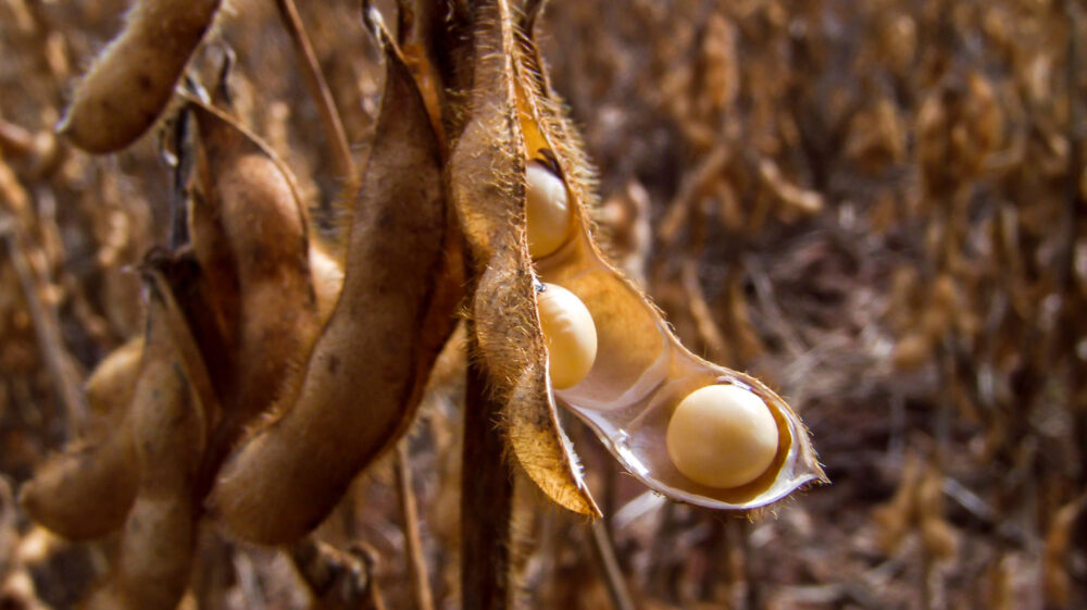 Soy plant in field in Brazil