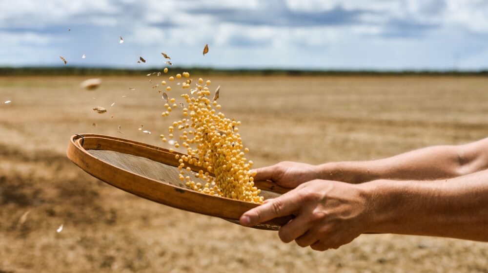 Man peeling soy beans through a sieve, Brazil