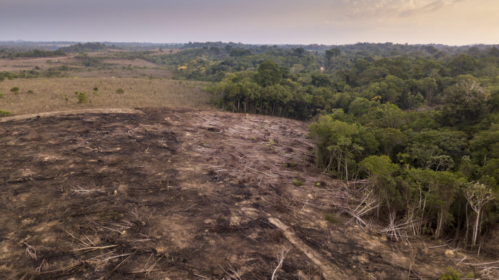 Drone aerial view of deforestation in Amazon rainforest, trees cut and burned on illegally to open land for agriculture and livestock in Jamanxim National Forest, Para, Brazil