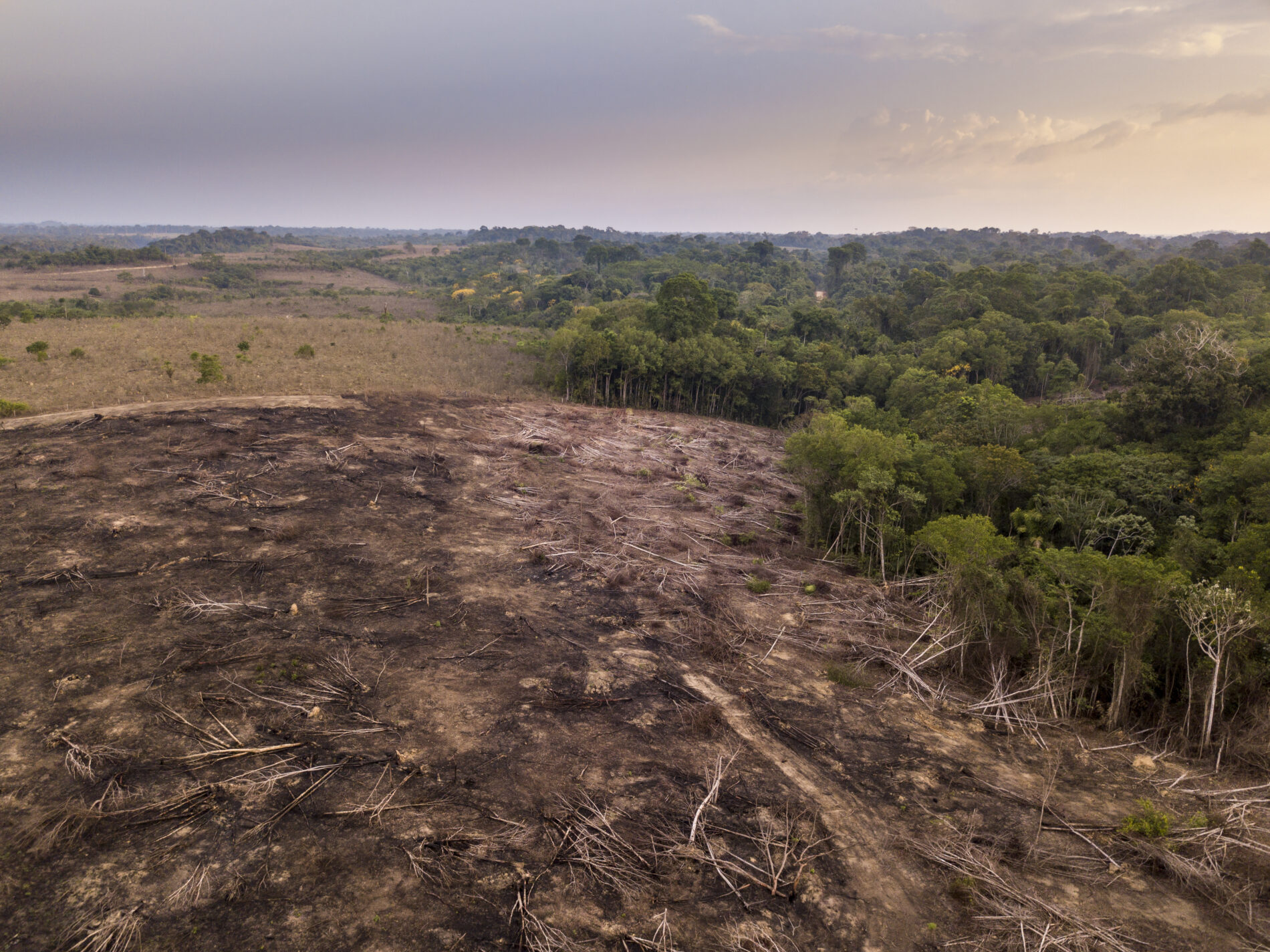 Drone aerial view of deforestation in Amazon rainforest, trees cut and burned on illegally to open land for agriculture and livestock in Jamanxim National Forest, Para, Brazil