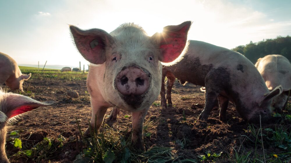 White pig with mud-covered snout staring at camera with 4 other pigs in background on farm in sunlight, Herdern, Switzerland, September 2018