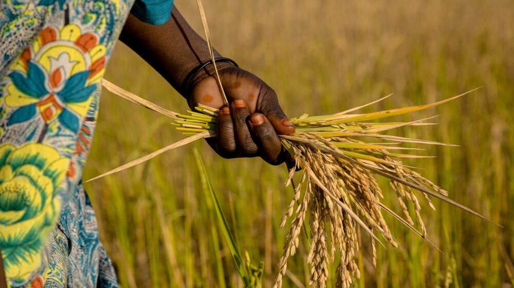Farmer wearing traditional dress holding crop in hand, Tanzania