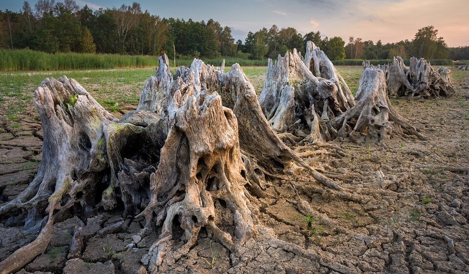 Dried tree root stumps on dry ground.