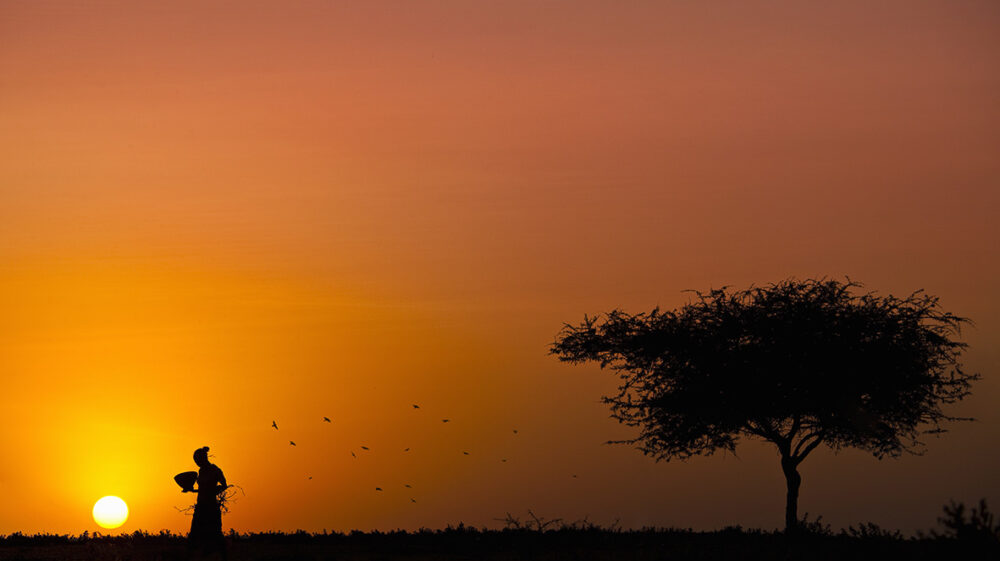 Sunset silhouette photo of a woman carrying a basket with birds circling behind her next to tree, Awassa, Sidama Region, Ethiopia